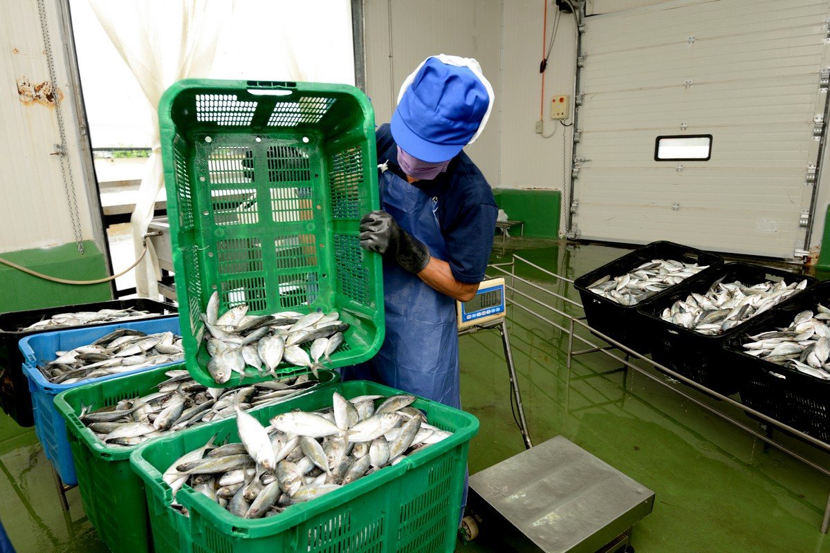 КНР проинспектирует рыбоперерабатывающие суда и предприятия Дальнего Востока 