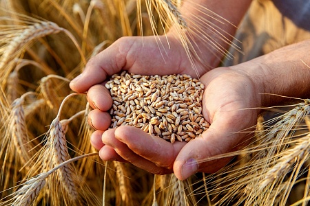 Россия укрепляет позиции на мировом рынке зерна