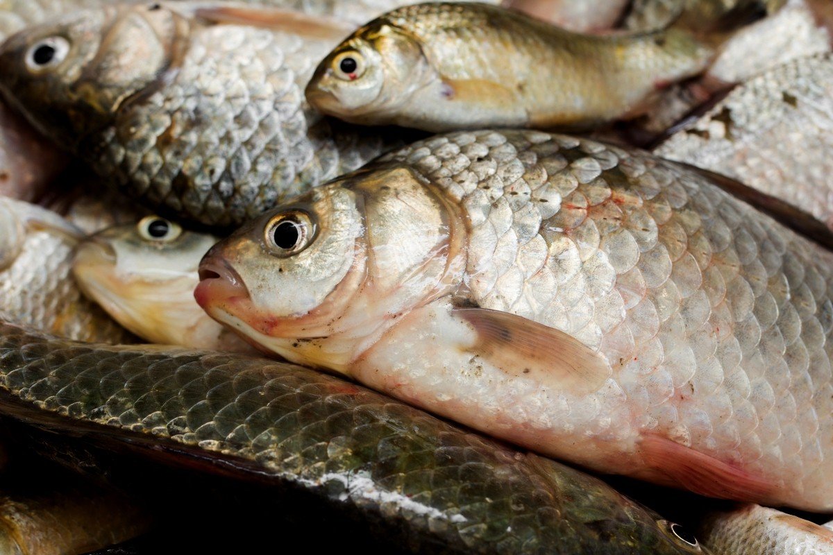 1,3 миллиона тонн рыбы и морепродуктов экспортировано через таможни ДВТУ в 2016 году